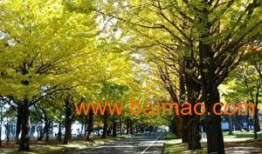 临沂银杏树爆料最新消息,千年古树群现状调查与保护进展揭晓