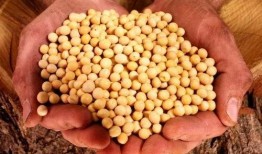 美国大豆最新爆料,揭秘行业变革与未来趋势